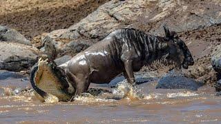 Crocodile vs Wildbeast: Epic River Battle | Wildlife Documentary