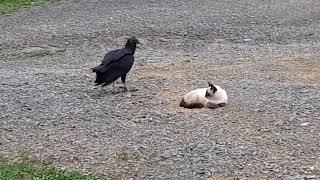 Black Vulture and A Cat! Funny!!