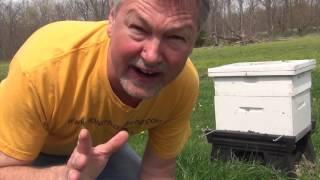 Beekeeping : How To Strengthen A New Split