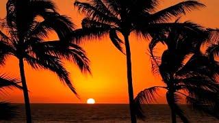 Aesthetic Video Vol. 5 Amazing SUNSET Palm Tree Beaches