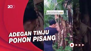 Banyak Pohon Pisang Jadi Sasaran Gegara Viral 'Salam dari Binjai'