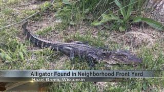 Tiny Alligator spotted in Wisconsin yard
