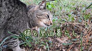 猫と里山暮らし５年目の春