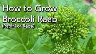 Growing Winter Vegetables - How to Broccoli Raab from seed - Shows Results