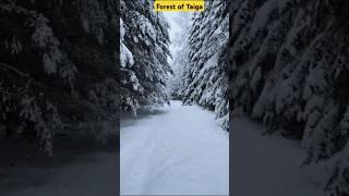 Forest of TAIGA#factshorts #fact #factsinhindi #Viral#viralshorts #trending