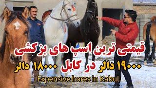 اسپ بزکشی | چرا اسپ های بزکشی قیمتی اند با قصه های چاپنداز غلام اسحاق باشید-Expensive hores in Kabul