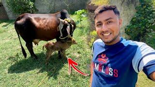 Mubarak Howy  Cow Ne Baby De Diya