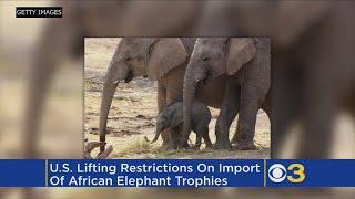 US To Allow Imports Of Elephant Trophies From Zimbabwe, Zambia