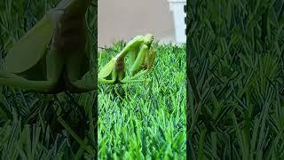 Praying Mantis on the hunt | Mantis vs. Grasshopper  #insects #mantis  #bugs  #animals