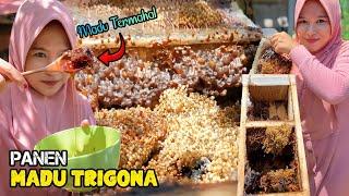 Panen madu trigona | Membuat singkong keju madu