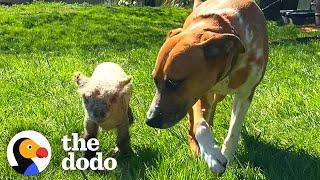 Dog Sees Tiny Lamb Crying And Decides To Adopt Her | The Dodo Odd Couples