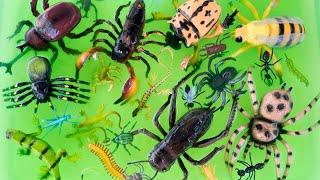 Huge Bug Friends In Green Gooey Slime Tray | Learn Insect Names For Kids