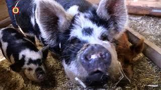 Bijzondere kunekune varkentjes uit Nieuw-Zeeland knorren vrolijk in Haps