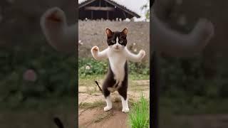 Cat Dancing #tcat #dance #today #anime #trending