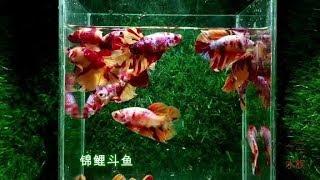 群养泰国斗鱼，不是水族店老板，就是小白，最后中国斗鱼上场