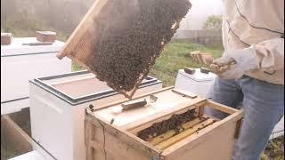 Пересадка пчелопакета в улей