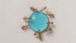 Ants Drinking Blue Liquid Candy Timelapse