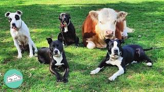 Two Cows Open Windows And Doors To See Their BFFs | Cuddle Buddies