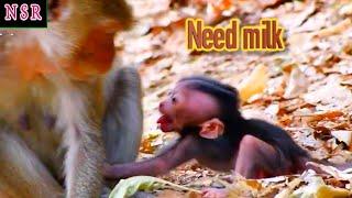 Tiny baby monkey really hungry and needs more milk | Nature Serenity Relaxing