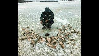 Вечерний клев окуня!!! Первый лед