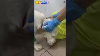 Абсцесс мягких тканей, после инъекции антибиотика  #animal #vetvlog #vet