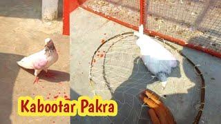 New Paro Ma Golden Kabootar Pakra | Hashim Mahmood Pigeons