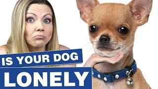 Does my dog need a companion dog? | Sweetie Pie Pets