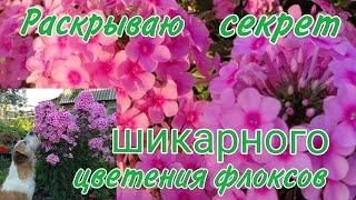 Флокс. Шикарный куст до поздней осени. Гениально! Никто не знает, кроме меня и вас