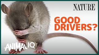 This Rat Can Drive a Car?! | Animal IQ