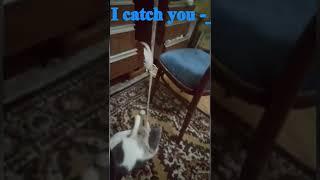 cats playing and jumping