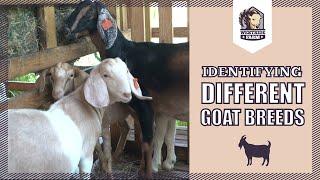 Westsidefarm | Identifying Different Goat Breads