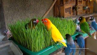 Lovebirds Meal Time: WheatGrass !!! - Saturday, July, 31st 2021