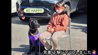 飼い主は目隠し一撃で我が子を当てます。ラブラドールレトリバー