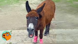 Shy Donkey Surprised Woman With Beautiful Singing | Cuddle Buddies