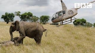 Elephants rescued by helicopter  - Equator from the Air - BBC