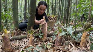 Hunting giant bamboo shoots – Precious spoils in the middle of the jungle !