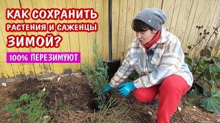 Как сохранить растения в горшках зимой? Как сохранить не высаженную рассаду и черенки?