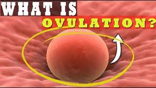 What Is Ovulation?| How Long Does Ovulation Occur?| Understanding Ovulation Process! 