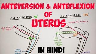 Uterus - 2 | Anteversion & Anteflexion | Abdomen