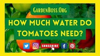 How Much Water Do Tomatoes Need? (the No Fluff Answer)