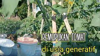 Pemupukan tomat di usia generatif.