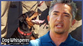 Miniature Pinscher Viciously Attacks Young Family | Dog Whisperer With Cesar Millan