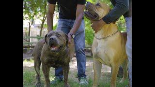 WHY WE CHOSE BOERBOEL OVER ROTTWEILERS AND OTHER BREEDS  GIANT SCHNAUZERS (DOG TV KENYA EPISODE 46)
