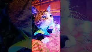 Здравствуй, опа новый год. Funny Cats  -  kotomafiya| #мяу #memes #FunnyCats