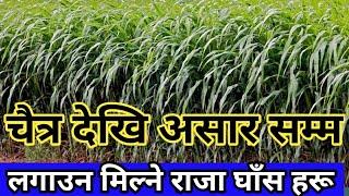 Now these grasses should be planted || Grasses to be planted for goats, cows, buffaloes, goats, chickens