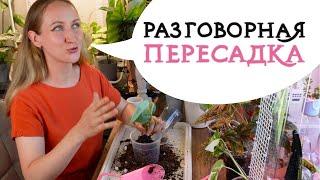 Разговорная ПЕРЕСАДКА | Занимаемся растениями и болтаем