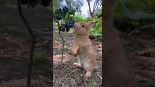 Little rabbit eating blueberries Cute pet debut plan Rabbit Cute pet