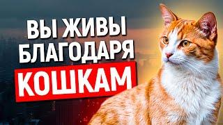 Как ваша кошка ТАЙНО СПАСАЕТ ВАШУ ЖИЗНЬ каждый день