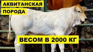 Разведение Аквитанской породы коров как бизнес идея | КРС | Аквитанская корова