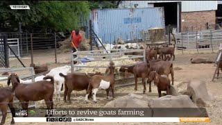 Livestock Farming | Increased efforts to revive goat farming